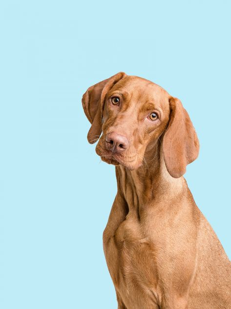 Dog Portrait Vizsla Free Stock Photo - Public Domain Pictures Dog Photography Poses, Chinchilla Cute, Dog Portraits Art, Vizsla Dogs, Dog School, Dog Poses, Dog Photoshoot, Dog Icon, Dog Photograph