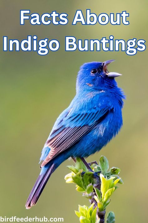 Blue Bunting Bird, Indigo Bunting Bird Tattoo, Indigo Bunting Bird, Indigo Bunting, Birdwatching, Blue Birds, Bunting Bird, Feather With Birds Tattoo, Backyard Birds Watching