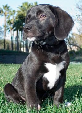 Beagle Labrador Mix Beagle Mix Puppies, Lab Mix Puppies, Puppy Dog Pictures, Beautiful Puppies, Labrador Mix, Beagle Mix, Black Labs, Cutest Animals, Lab Puppies