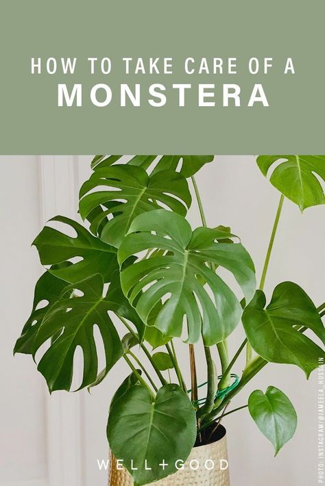 Monstera Plant Care, Tattoo Plant, Household Plants, Plant Care Houseplant, Indoor Plant Care, Monstera Plant, House Plants Decor, House Plant Care, Indoor Gardening