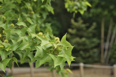 Plane Tree Care: Learn About London Plane Trees In The Landscape - The plane tree is a member of the sycamore family and bears the scientific name Platanus x acerifolia. It is a tough, hardy tree with a lovely straight trunk and green leaves that are lobed like the leaves of oak trees. Click here for more plane tree information. Hybrid Poplar Tree, Spider Plants In Water, Oak Tree Growth, Blackjack Oak Tree, Hydroponic Solution, London Plane Tree, Cold Climate Gardening, London Plane, Plane Tree