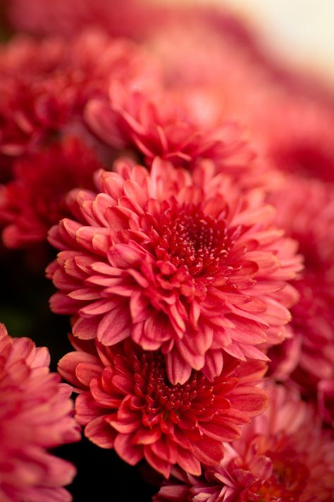 Red Mums, Mums Flowers, Flower Beauty, Beautiful Blooms, Flower Pictures, Chrysanthemum, Shades Of Red, Love Flowers, Pretty Flowers