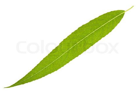 Image of Willow leaf isolated on the white Willow Tree Leaf, Front Tattoo, Leaf Stencils, Willow Tree Tattoos, Rustic Arrangements, Wood Bark, Tree Tattoo Designs, Willow Leaf, Leaf Stencil