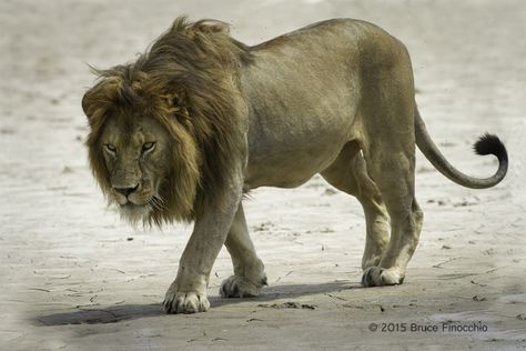 Lion Reference Photography, Lion Reference, Dream Catcher Images, Lion Playing, Lion Walking, Lion Sketch, Lion Photography, Animal Action, Lion Love