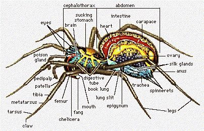 Spider internal anatomy Hobo Spider, Types Of Spiders, Spider Silk, Pet Spider, Creepy Spider, Jumping Spider, Beautiful Bugs, Arthropods, Creepy Crawlies