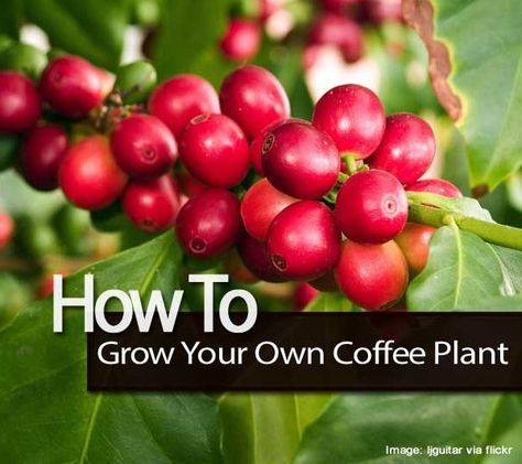 How To Grow Your Own Coffee Plant – Plant Care Today 7 Months Baby Food, Growing Coffee, Seed Raising, Coffee Tree, Tiny White Flowers, Growing Strawberries, Coffee Plant, Plant Images, Coffee Scrub