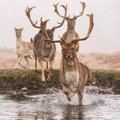 Beauty in all things... Running Deer, Deer Species, Fallow Deer, Richmond Park, Ozark Mountains, Wildlife Photos, Cute Pigs, Wildlife Animals, Wildlife Photography