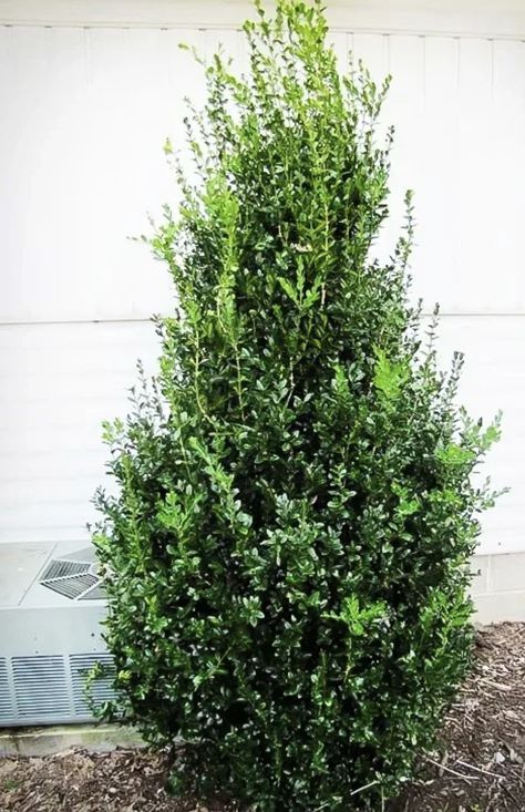 20 popular types of boxwood shrubs for landscape design – Gal Pal Lifestyle Boxwood Shrub, Boxwoods Around Patio, Small Boxwood Shrubs, Japanese Boxwood Landscaping, Tall Boxwood, Box Woods Landscaping, Boxwood Landscaping Front Yard Entrance, Front Yard Landscaping Boxwood Hedges, Boxwoods In Front Of House