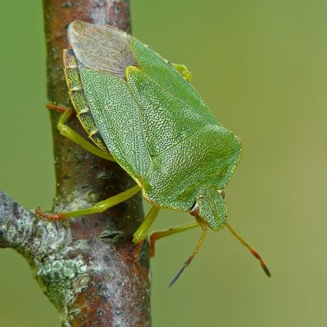 Shield Bug, Shield Bugs, Canal Barge, Green Bug, Green Shield, Blooming Garden, Arachnids, Zoology, Beetles