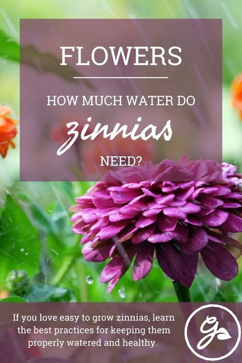 Learning more about the needs of this plant, specifically how to water zinnias, can help you to better determine whether or not supplemental irrigation may be required. How To Grow Zinnias From Seed, How To Save Seeds From Zinnias, When To Plant Zinnias, When To Plant Zinnia Seeds, Zinderella Zinnia, Banana Water, Soaker Hose, Drip Irrigation System, Beneficial Insects