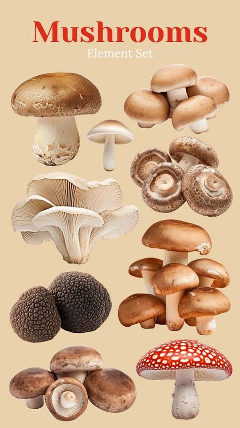 Edible mushroom set, editable design element | premium image by rawpixel.com / Pinn Mushroom Nature, Mushroom Images, Solar Energy Diy, Edible Mushrooms, Vintage Png, Nature Hd, Mushroom Art, Digital Stickers, Art Clipart