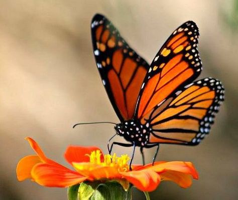 Monarch Butterflies Photography, Flor Iphone Wallpaper, Borboleta Tattoo, Butterfly Monarch, Beautiful Butterfly Pictures, Beautiful Butterfly Photography, Butterfly Art Painting, Med Tech, Beautiful Butterflies Art