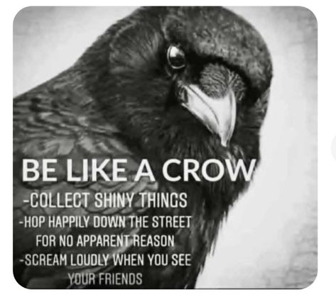 Crow Facts, Crow Spirit Animal, A Crow, Warrior Quotes, Animal Facts, Shiny Things, Spirit Guides, Black Bird, Spirit Animal