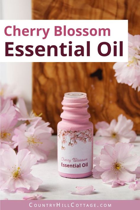 Create the evocative spring scent of Japanese Sakura blossoms with this cherry blossom essential oil recipe and 6 different variations! The tutorial shows how to make a gentle cherry blossom scent with essential oils and how to use the blend for beauty, home fragrance, and aromatherapy applications (included diffuser blends and body acre recipes). The cherry blossom scent is elegant and light floral smell with green and marzipan-like undertones. | CountryHillCottage.com Cherry Essential Oil, Cherry Blossom Essential Oil Blend, Cherry Blossom Essential Oil, Candle Fragrance Recipes, Aromatherapy Garden, Cherry Blossom Soap, Perfume Oil Recipes, Diy Perfume Recipes, Essential Oil Chart