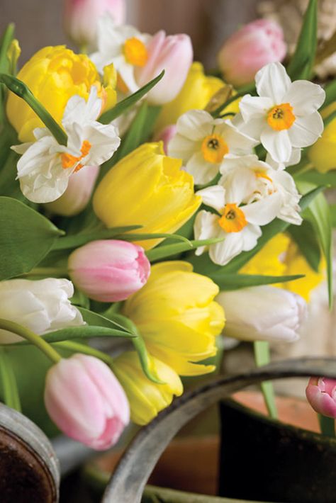 Spring is here; why not bring its beauty into your home? Tulips And Daffodils, Colorful Tulips, Victoria Magazine, Spring Pictures, Tulips Garden, Easter Flowers, Spring Bulbs, Deco Floral, Planting Bulbs