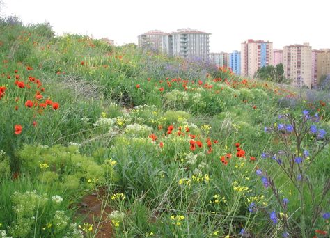 Urban Landscape Design and Biodiversity | InTechOpen Urban Biodiversity, Rockery Garden, Urban Landscape Design, Urban Nature, Green Roof, Urban Landscape, Square Design, Landscape Architecture, Landscape Design