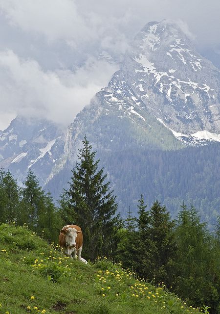 Alpine Cows by PictureOnTheWall, via Flickr May 2012 Berchtesgaden, Germany Berchtesgaden Germany, Santa Cruz Bolivia, Voyage Europe, A Cow, Zermatt, Germany Travel, Pretty Places, Amazing Nature, Beautiful World