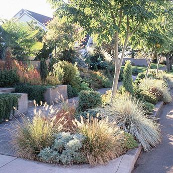 Foliage plants shine in this drought-tolerant garden. Many drought-tolerant plants offer less-showy blooms, but make up for it with interesting foliage, such as this Japanese bloodgrass. The combination of grass and concrete in many curb strips doesn't do much to stem water loss, but this planted version catches water before it hits the street. In place of grass, choose drought-tolerant plantings, which are more likely to... Short Ornamental Grasses, Grass Design, Drought Tolerant Garden, Drought Tolerant Landscape, Grasses Landscaping, Front Yard Design, Australian Garden, Front Yard Ideas, Grasses Garden