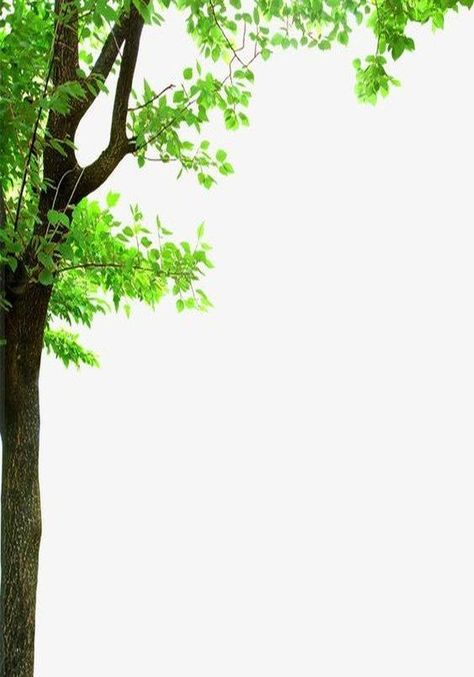 Green Tree Background For Editing, Green Tree Background, Beautiful Tree Drawing, Tree Photoshop, Inspiration Art Ideas, Green Screen Background Images, Flower Graphic Design, Art For Walls, Beach Background Images