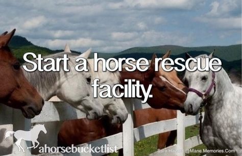 Start A Horse Rescue Facility Horse Healing, Horse Facts, Horse Rescue, Horse Boarding, Types Of Horses, All About Horses, Horse Quotes, Puppy Mills, Equestrian Life