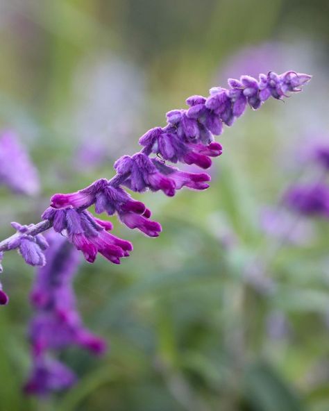 Louise Ness on Instagram: “We had a light frost this morning, but Salvia leucantha ‘Purple Velvet’ escaped and so shall continue to brighten the garden for a little…” The Greenhouse, Purple Velvet, This Morning, The Winter, My Favourite, The Garden, Violet, Velvet, Patio