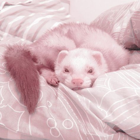 Soft Kawaii Aesthetic, Music Cover Photos, Pet Ferret, Cute Ferrets, Pink Animals, Cute Memes, Little Angel, Cute Profile Pictures