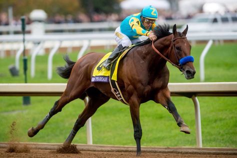 American Pharoah BC American Pharaoh, Roping Dummy, Kentucky Horse Park, Thoroughbred Racehorse, American Pharoah, Faster Horses, Derby Winners, Triple Crown Winners, Derby Horse