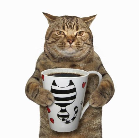 Cat holds a cup with coffee. The cat holds a cup with black coffee. White background royalty free stock images Coffee White Background, Funny Cat Jokes, Coffee Stock, Dream's Cat, Cat Background, Cat Stock, Silly Cats Pictures, Cat Icon, Cat Posters