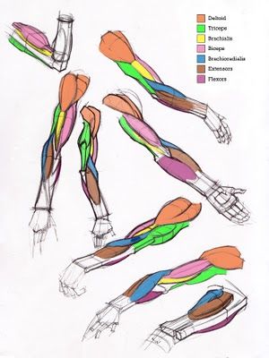 Michael Hampton Michael Hampton, Arm Anatomy, Human Anatomy Reference, Arm Drawing, Human Body Anatomy, Anatomy Tutorial, Human Anatomy Drawing, Body Sketches, Human Anatomy Art