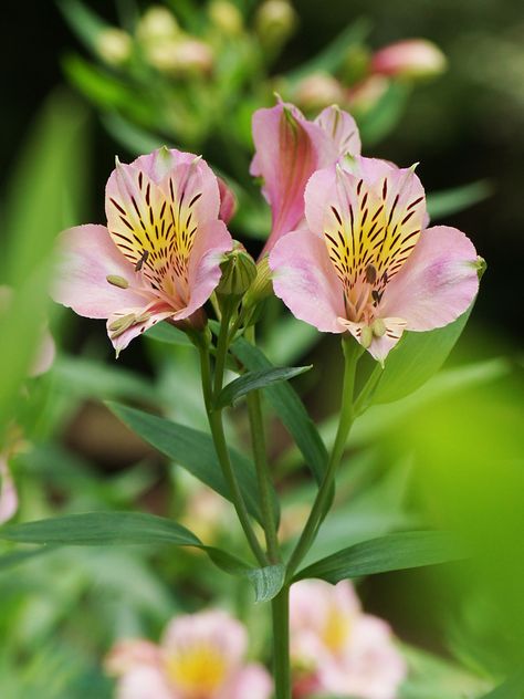 Peruvian Lily, Peruvian Lilies, Plant Breeding, Flower Identification, Transparent Flowers, Flower Guide, Flower Meanings, Growing Tips, Evergreen Plants