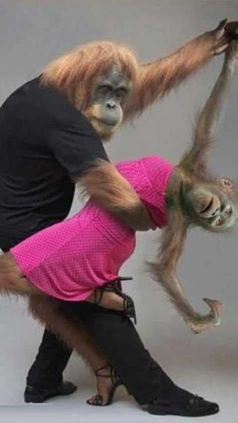 Funny Monkey Pictures, Dancing Animals, Funny Monkey, Monkey Pictures, Monkeys Funny, Funny Animal, Monkeys, Funny Pics, Funny Animals