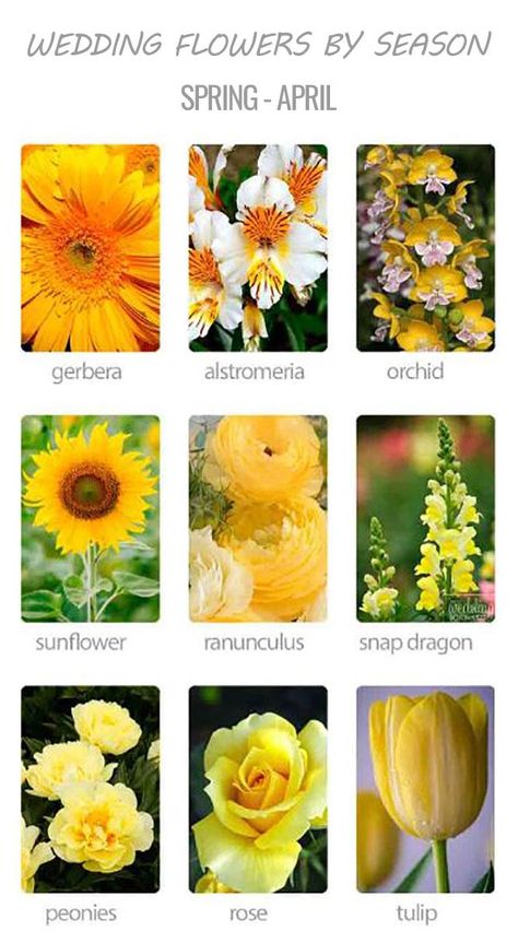 Choosing Wedding Flowers By Season | Wedding Forward August Flowers In Season, Flower Identification Chart, Flowers For August, Purple Wedding Flowers Bouquet, Flower Charts, Monthly Flowers, Flowers By Season, Weddings By Season, Flower List