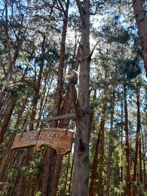 Pine Forest Ooty, Adventure Travel Explore, Ooty, Pine Forest, Adventure Travel, Forest, Travel, Quick Saves