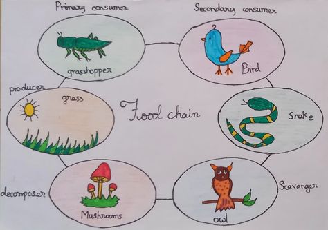 Food Chain Drawing, Food Chain Project, Reduce Reuse Recycle Projects, Water Cycle Anchor Chart, Food Chain Diagram, Simple Food Chain, Chain Drawing, Science Diagram, Science Diagrams