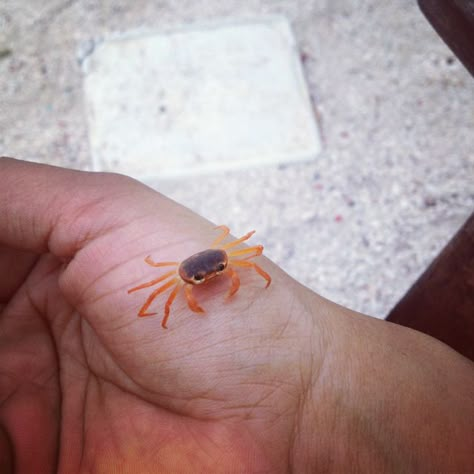 Cute Crab Pictures, Crab Cute, Baby Crab, Tiny Baby Animals, Tiny Animals, Cute Reptiles, Cute Small Animals, Baby Animals Pictures, Pretty Animals