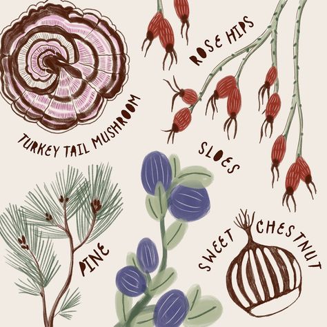 For Day 15 of #calmtober2024 - FORAGING 🐿️🍄‍🟫🍃 I’ve created a little guide to winter foraging in the UK, inspired by lists created by @totallywilduk and @woodlandtrust 🌲 Swipe to read more about these wild foods and how to use them … @kriksisart #calmtober24foraging #calmtober #foraging #foraginguk #foragingforfood #wildforaging #calmtoberforaging #natureillustrationart #natureillustrations #plantsillustration #naturelovers #natureaddicts #naturetherapy #natureart #naturewalk #woodlandtru... Foraging Journal Ideas, Foraging Tools, Foraging Uk, Foraging Journal, Winter Foraging, Wild Foraging, Spring Inspo, Journal Inspo, Wild Food