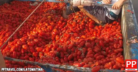 Tomato Festival Spain, Munich Oktoberfest, World Food Programme, Food Wastage, World Hunger, Rotten Tomatoes, Organic Cleaning Products, Green Street, Anzac Day