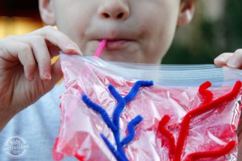 Inflatable Heart Science Lesson - heart science activities for kids {Weekend Links} from HowToHomeschoolMyChild.com Human Body Activities, Science Kids, Stem Experiments, Anatomy Lessons, Human Body Unit, Health Fair, 100 Chart, Farm Activities, Health Activities