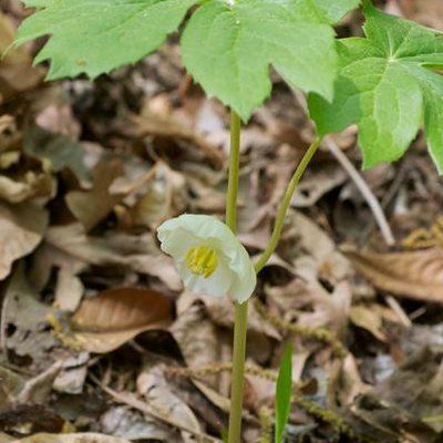 How to Find and Harvest Wild Ginseng Gardening 2023, Ginseng Plant, Fiddlehead Ferns, Herbal Tonic, Eastern Canada, Perennial Herbs, Growing Seeds, December 31, September 1