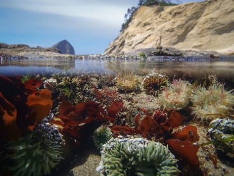 Cape Kiwanda is one of seven marine gardens you'll find along the coast, and it's brimming with hidden sea life that you'll only find during low tide. Oregon Coast Roadtrip, Oregon Summer, Oregon Nature, Oregon State Parks, Cape Kiwanda, Oregon Vacation, Oregon Beaches, Oregon Road Trip, The Oregon Trail