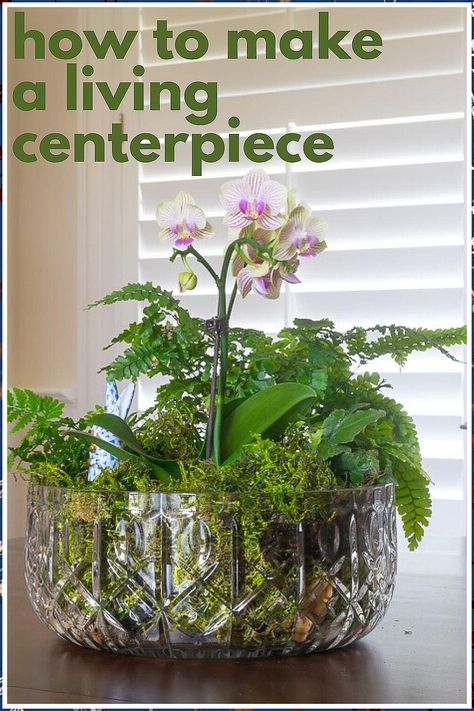 Garden Table - Hurry! Dont forego on the latest and most fantastic deal. Check it out NOW! Plant Garden Ideas, Plant Ideas Indoor, Indoor Plant Garden, Garden Ideas Indoor, Tabletop Garden, Orchid Bowl, Diy Orchids, Plant Centerpieces, Decoration Plants