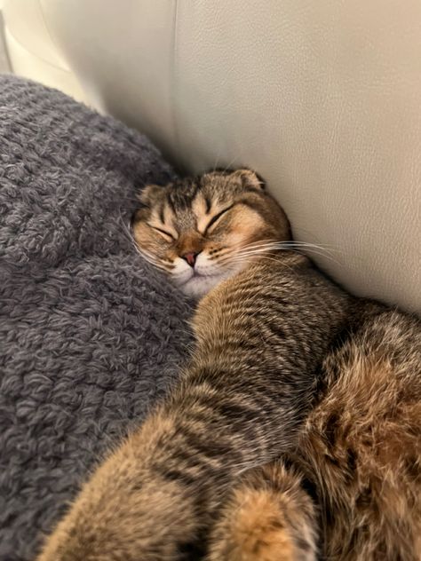 Beautiful brown orange scottish fold Brown Scottish Fold, Orange Scottish Fold, Scottish Fold Cat, Fold Cat, Scottish Fold, 2024 Vision, Kitty Cats, Brown Orange, Cats And Kittens