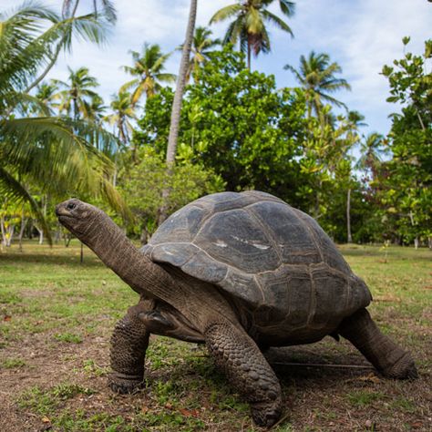 Aldabra Giant Tortoise - North Island, Seychelles Baby Tortoise, Giant Tortoise, Noah S Ark, Creature Design, Seychelles, Indian Ocean, Tortoise, Things To Do, The Next