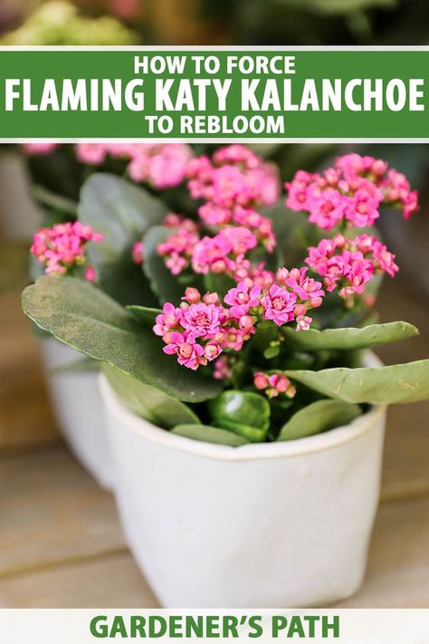 Did you know you can hang on to a Christmas kalanchoe after the blooms fade? It will grow happily indoors as a succulent houseplant, and you can also force it to flower again. Our guide provides the steps for promoting new blooms on flaming Katy plants. Learn more on Gardener's Path. #kalanchoe #succulents #gardenerspath Kalanchoe Succulents, Flaming Katy, Benefits Of Vegetables, Flowering Succulents, Vegetable Benefits, New Flowers, About Plants, House Plant, Porch Ideas