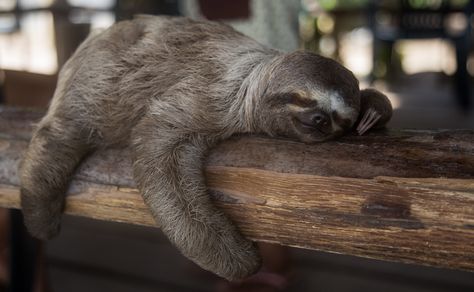 Sloth Aesthetic, Animal Bags, Sloth Sleeping, Slow Loris, Inktober 2023, Sloth Birthday, Best Friends Brother, Sleeping Animals, Sloth Stuffed Animal