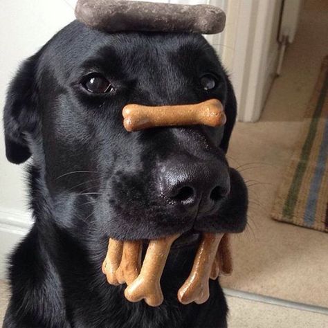 Labrador Funny, Crazy Dog Lady, Lab Dogs, Love My Dog, Dog Rules, Funny Dog Pictures, Silly Animals, Cute Funny Dogs, Crazy Dog