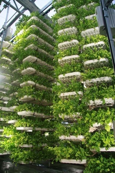 Indoor Agriculture, Vertical Garden Ideas, Indoor Farming, Aquaponics Diy, Hydroponic Farming, Vertical Vegetable Garden, Indoor Greenhouse, Vertical Herb Garden, Vertical Farming