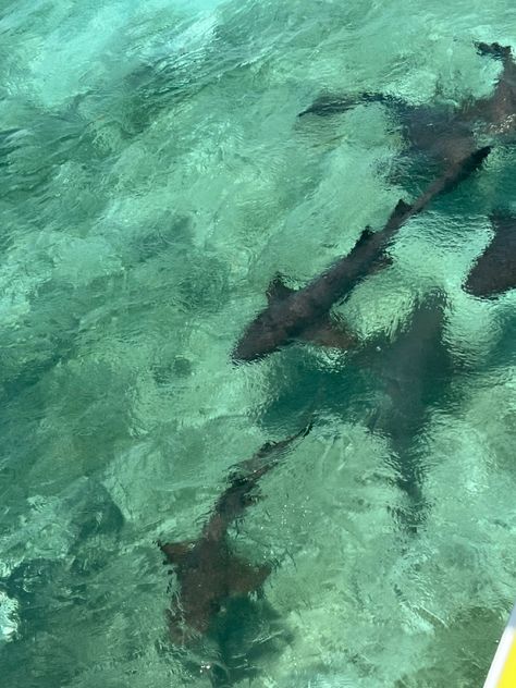 #overwater #shark #nurseshark #water Nurse Shark Wallpaper, Shark Ipad Wallpaper, Shark Phone Theme, Shark Desktop Wallpaper, Shark Wallpaper Laptop, Shark Aesthetics, Silly Sharks, Shark Background, Shark Wallpaper