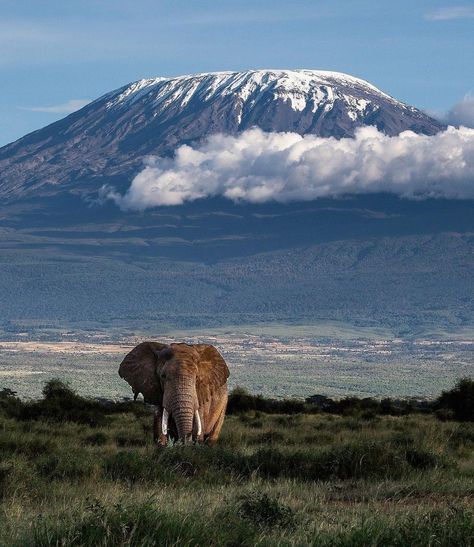 Amboseli National Park Kenya 🇰🇪 Photo by @thejunglechic Kilimanjaro Tanzania, Mount Kilimanjaro, Save The Elephants, Safari Park, Elephant Love, Kruger National Park, African Elephant, African Safari, Africa Travel