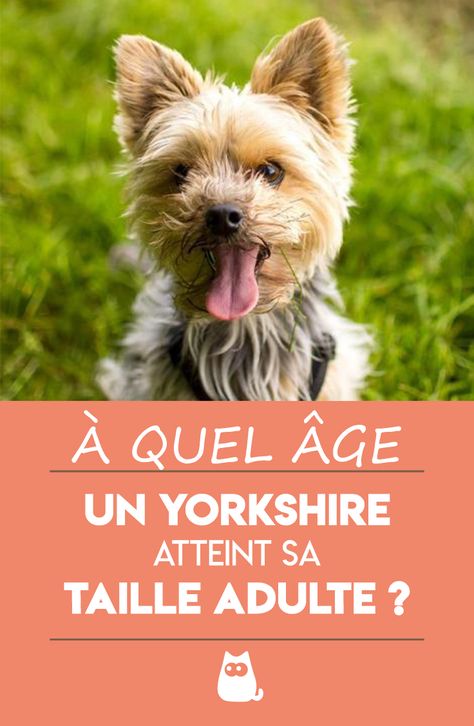 Yorkshire Terriers, Airedale Terrier, Yorkshire Terrier, The Dog, Yorkshire, Chanel, Dessert, Education, Dogs